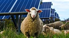 Los cortacéspedes de la naturaleza se están convirtiendo en un poderoso aliado de las granjas solares.