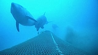 Protection des dauphins et survie des pêcheurs : le dilemme du Golfe de Gascogne