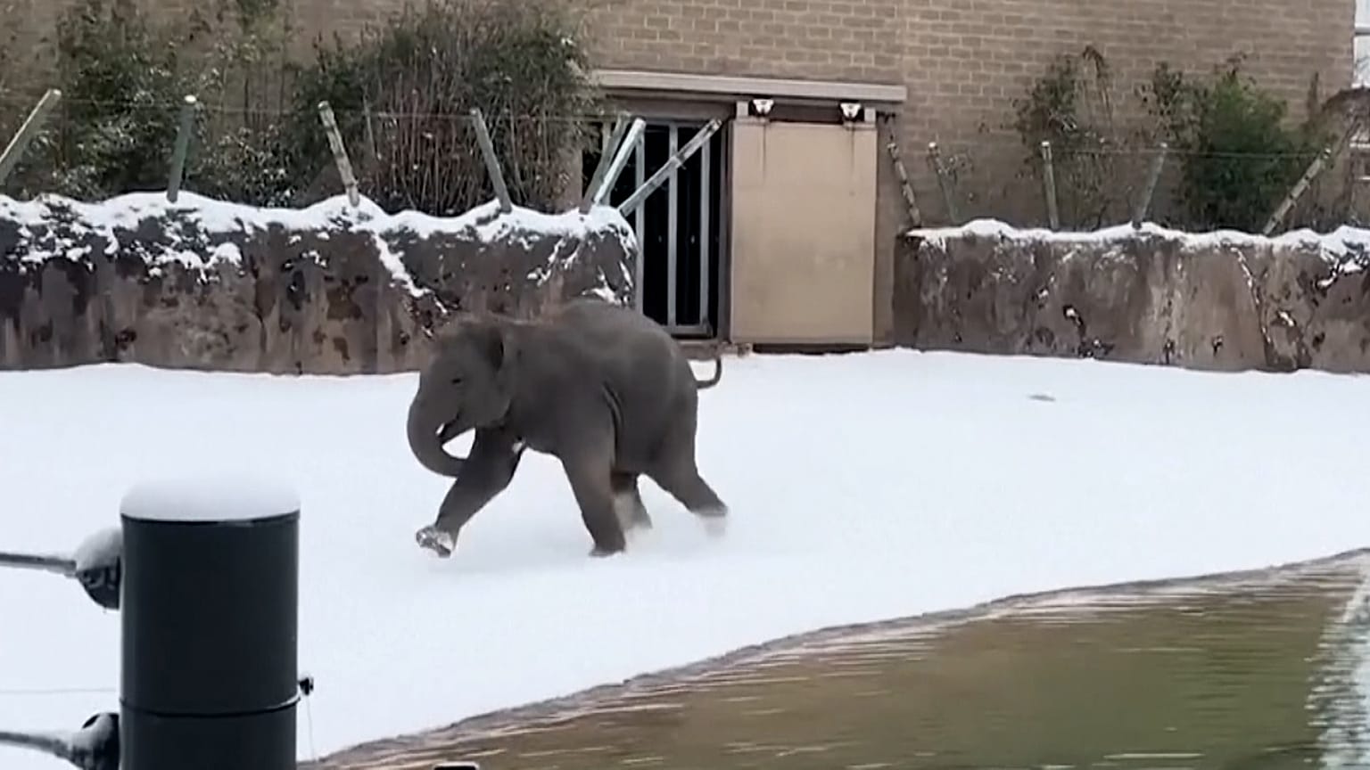 Una cría de elefante del zoo de Huston (Estados Unidos) descubre la nieve por 1ʳᵉ vez, 22.01.2025.