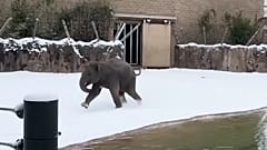 Ein Elefantenbaby im Huston Zoo in den USA entdeckt den Schnee zum 1ʳᵉ Mal, am 22.01.2025.