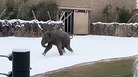 Un éléphanteau du zoo de Huston aux États-Unis découvre la neige pour la 1ʳᵉ fois, le 22.01.2025