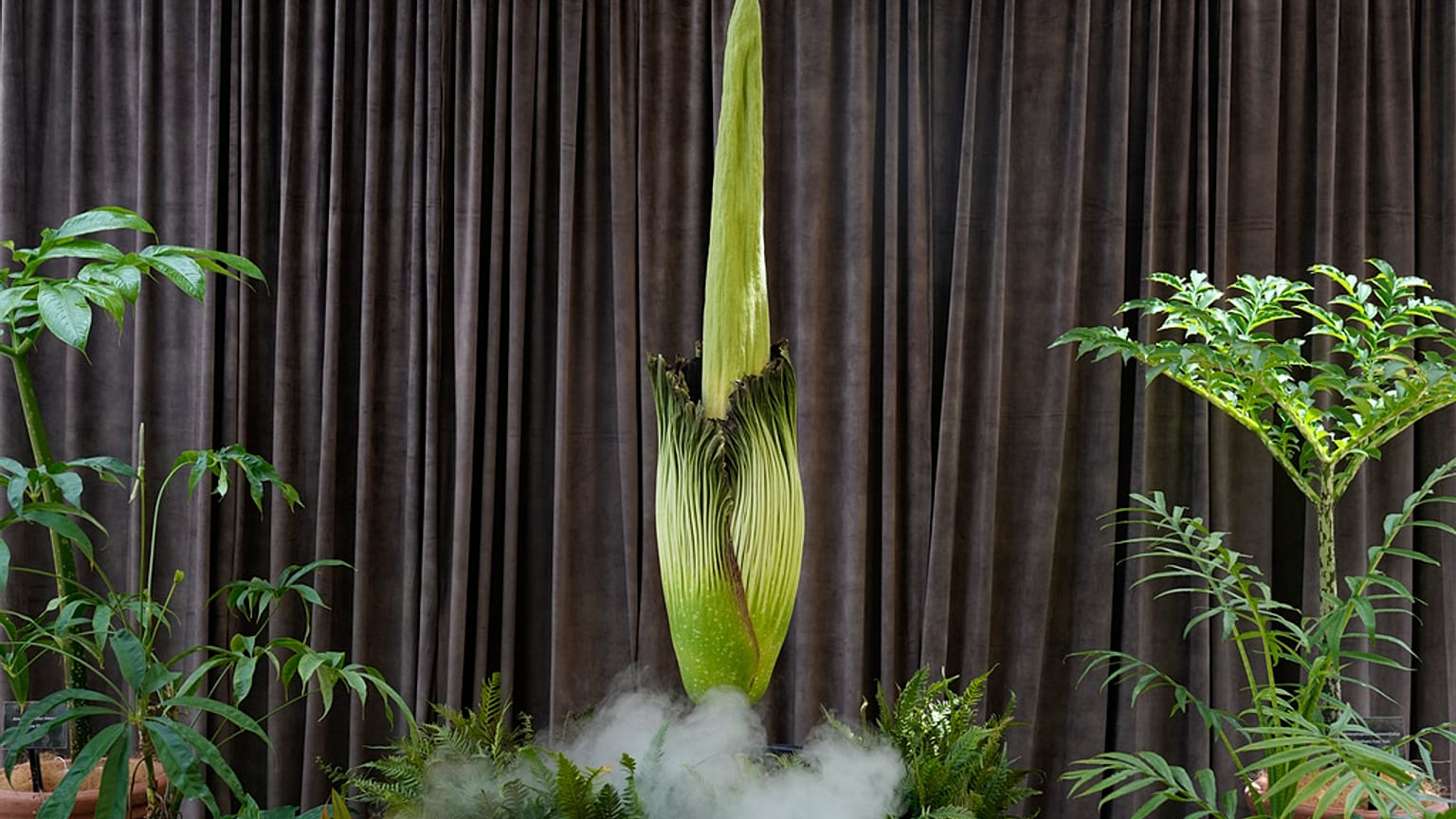 Une plante en voie de disparition, connue sous le nom de « fleur cadavre » , est sur le point de fleurir aux jardins botaniques de Sydney, en Australie, le 23.01.2025