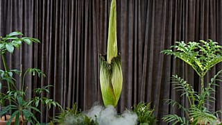 Eine vom Aussterben bedrohte Pflanze, die als "Leichenblume" bekannt ist, blüht am 23.01.2025 in den Botanischen Gärten in Sydney, Australien.