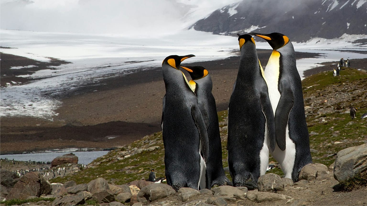 Unos pingüinos, en la coina de un glaciar.
