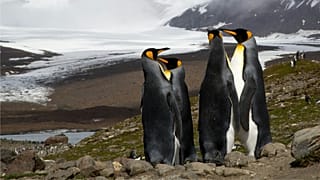 Unos pingüinos, en la coina de un glaciar.