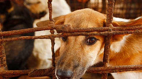 تجارت گوشت سگ در کامبوج