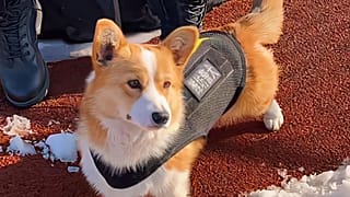 Fu Zai trägt seine Polizeihundeweste in der ostchinesischen Provinz Shandong.