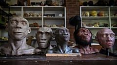 Neandertal ve hominin büstleri, 31 Mayıs 2023 Çarşamba günü New York, Trumansburg'daki paleoartist John Gurche'nin stüdyosunda bir masayı süslüyor