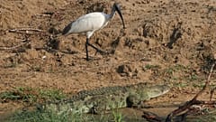 Un ibis sagrado vadea un humedal