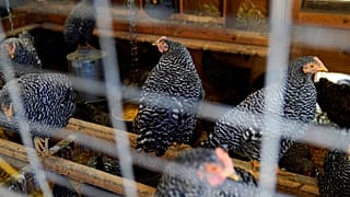 Chickens roost in their coop in the US in 2023.
