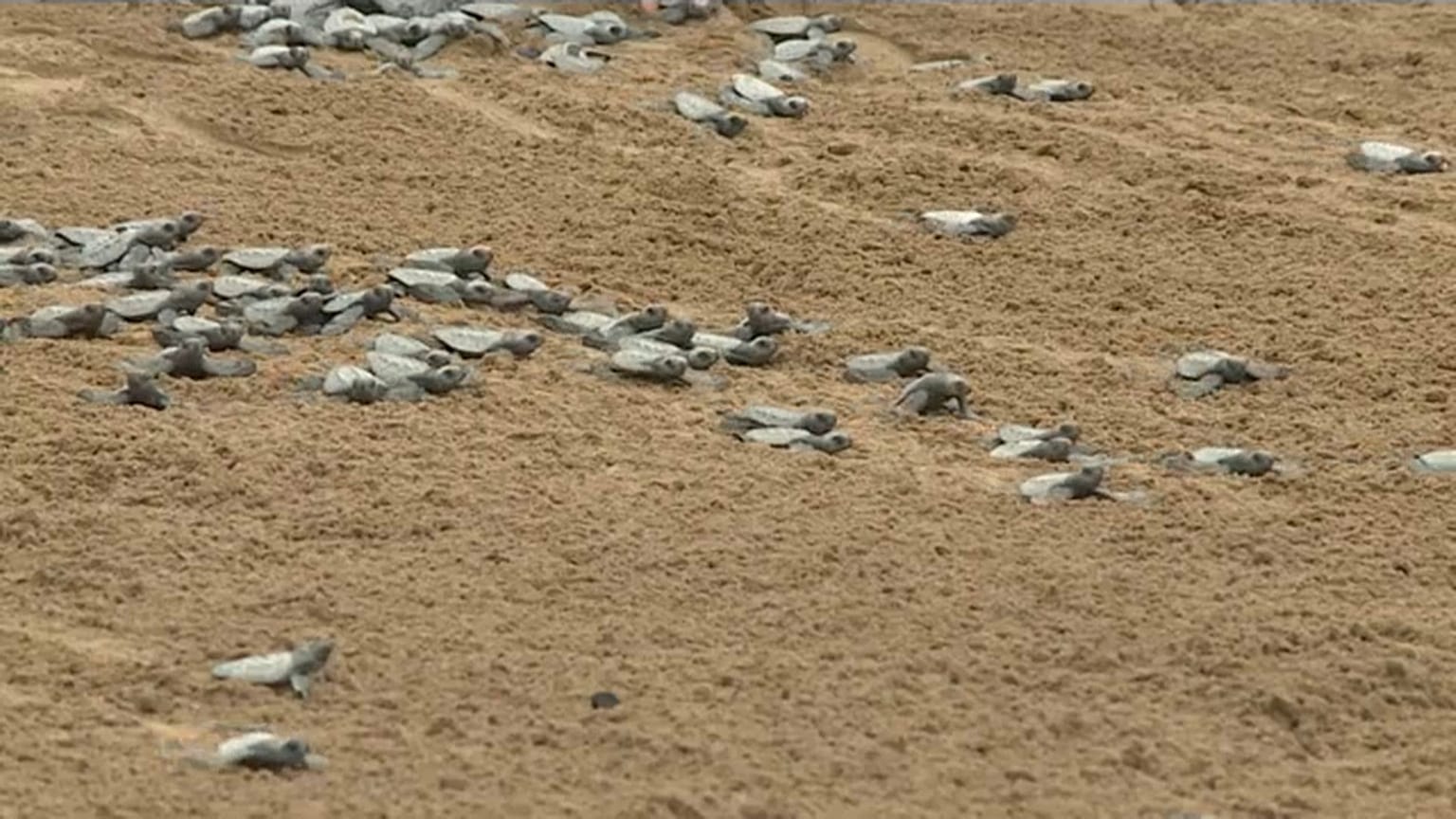 Las crías de tortuga marina bajan al mar en la isla de Santo Tomé y Príncipe.