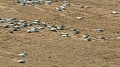 Детеныши морских черепах спускаются в море на острове Сан-Томе
