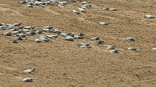 Des bébés tortues de mer descendent vers la mer sur l'île de São Tomé.
