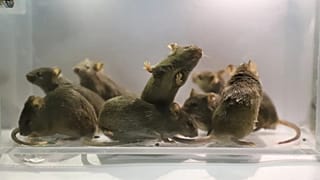 Deneyde üretilen ve yetişkinliğe kadar hayatta kalmayı başaran "bipaternal" farelerden birkaçı)