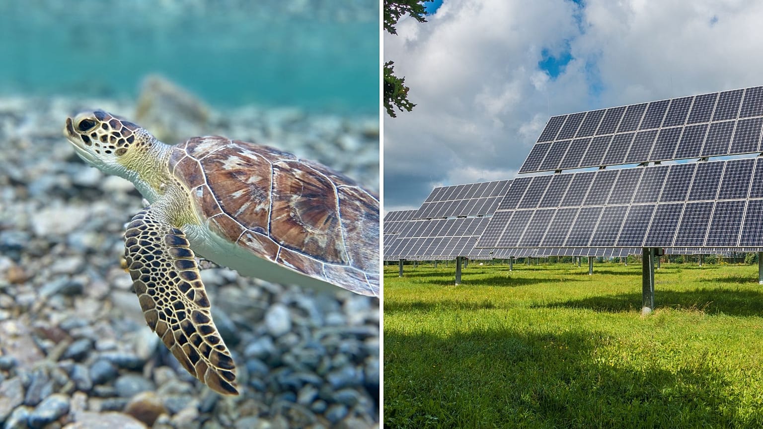 Positive stories so far this year include green sea turtles' amazing comeback and record-breaking renewables. 