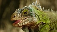Positive stories so far this year include the comeback of critically endangered iguanas thanks to a cross-Caribbean matchmaking project.