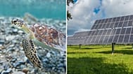 Positive stories so far this year include green sea turtles' amazing comeback and record-breaking renewables. 