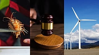 Positive stories so far this year include discoveries deep on the ocean floor, landmark legal rulings and record-breaking renewables.
