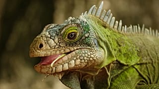 Positive stories so far this year include the comeback of critically endangered iguanas thanks to a cross-Caribbean matchmaking project.