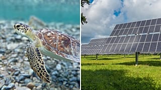 Positive stories so far this year include green sea turtles' amazing comeback and record-breaking renewables. 