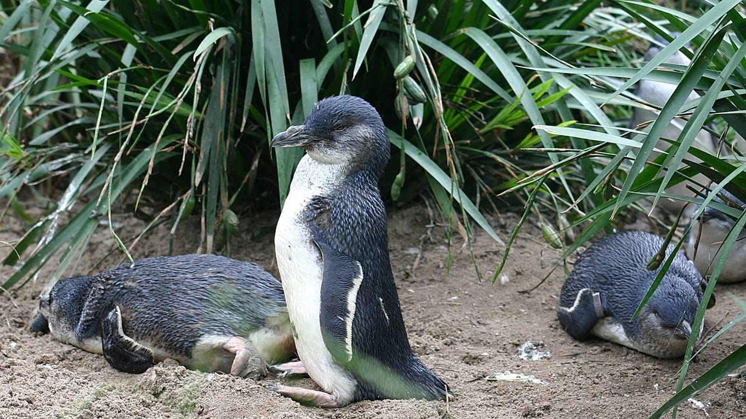 Eudyptula minor penguenleri
