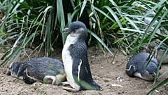 Eudyptula minor penguenleri