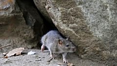Uma ratazana corre numa zona urbanizada da cidade de Nova Iorque