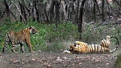 Se ven tigres en el Parque Nacional de Ranthambore, en Sawai Madhopur (India).