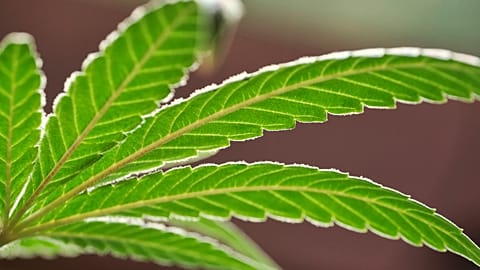 FILE - A marijuana leaf on a plant at a cannabis grow on May 20, 2019, in Gardena, California.