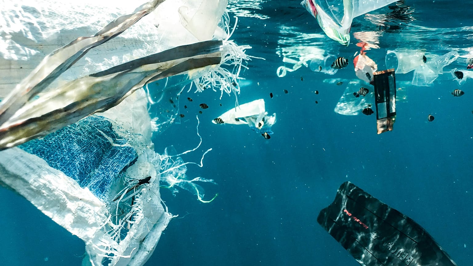 The survey found little demand amongst young people for significant action or accountability from ocean stakeholders.