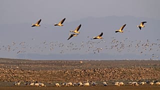 Bar-headed geese gather at the Pong wetland in Nagrota Suriyan, Himachal Pradesh state, India.