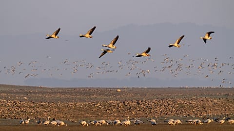 Bar-headed geese gather at the Pong wetland in Nagrota Suriyan, Himachal Pradesh state, India.