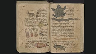 یک نسخه خطی دانشنامه گیاه‌شناسی متعلق به دیوسکوریدس پزشک یونانی