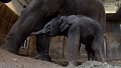 El zoo de Oregón exhibe una cría de elefante recién nacida