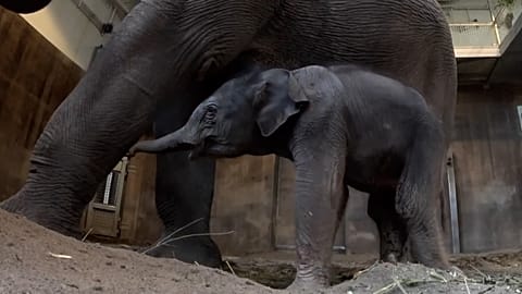 Premières images d'une petite éléphante née samedi 1er février au zoo de Portland