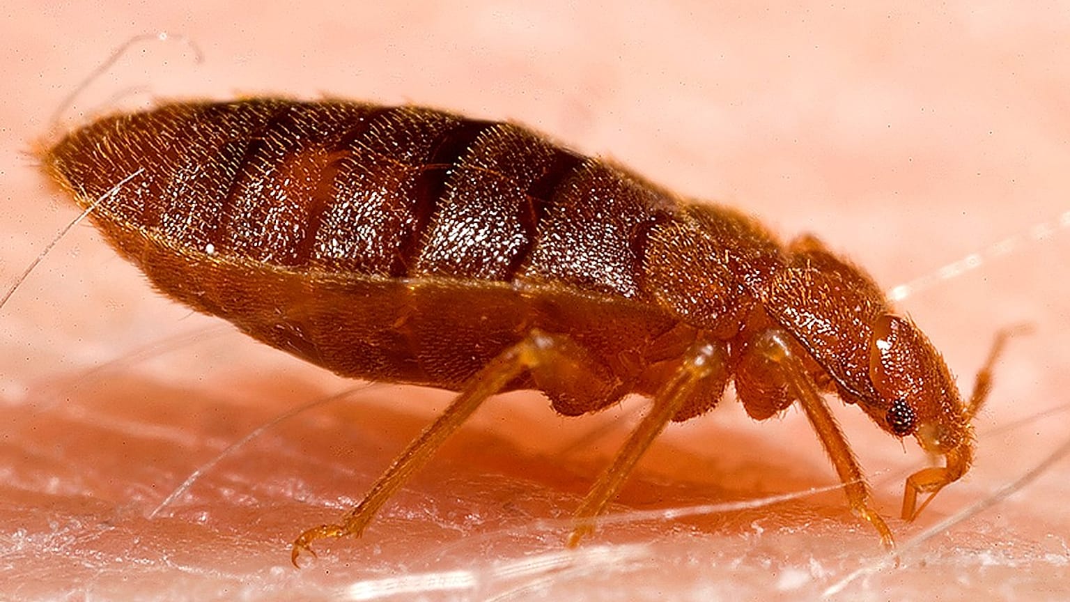 Cimex lectularius cinsi yetişkin bir tahtakurusu