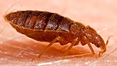 Cimex lectularius cinsi yetişkin bir tahtakurusu