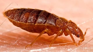 Cimex lectularius cinsi yetişkin bir tahtakurusu