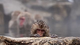 Macaques se baignant dans des sources chaudes au Japon