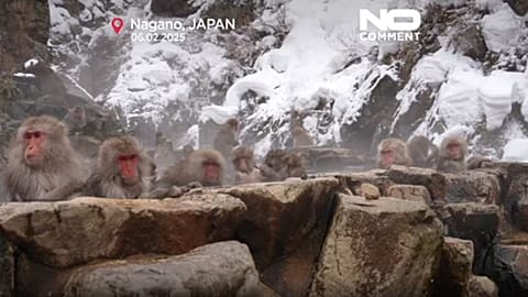 Más visitantes que nunca han acudido a ver a los monos de nieve bañándose en las aguas termales naturales del Parque de Monos Jigokudani de Japón