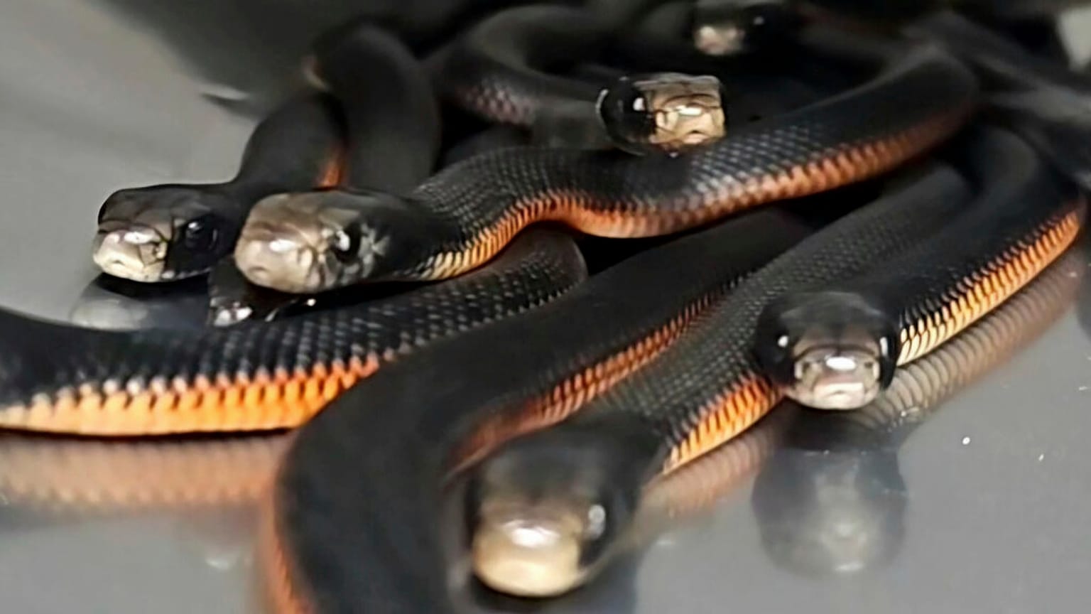 Schwarze Rotbauchschlangen werden in einem Eimer festgehalten, nachdem 102 der Reptilien am 31. Januar 2025 in einem Garten in einem Vorort von Sydney gefangen worden waren.