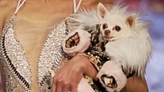 Ein Hund in Haute-Couture-Kleidung läuft am 09.02.2025 im Rahmen der Fashion Week in New York, USA, über den Laufsteg.