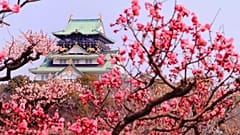 Floración de los ciruelos en Japón