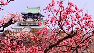 Floración de los ciruelos en Japón