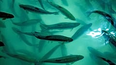 Salmón