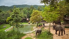 Surat Thani-Ko Samui-Reino del Elefante de Samui.