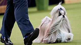 Comet, un Shih Tzu, participe à l'exposition du 149ᵉ salon canin du Westminster Kennel Club à New York aux États-Unis, le 11.02.2025