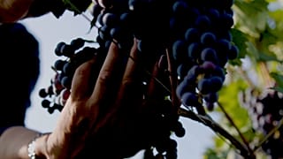 Archivo: Viñedos