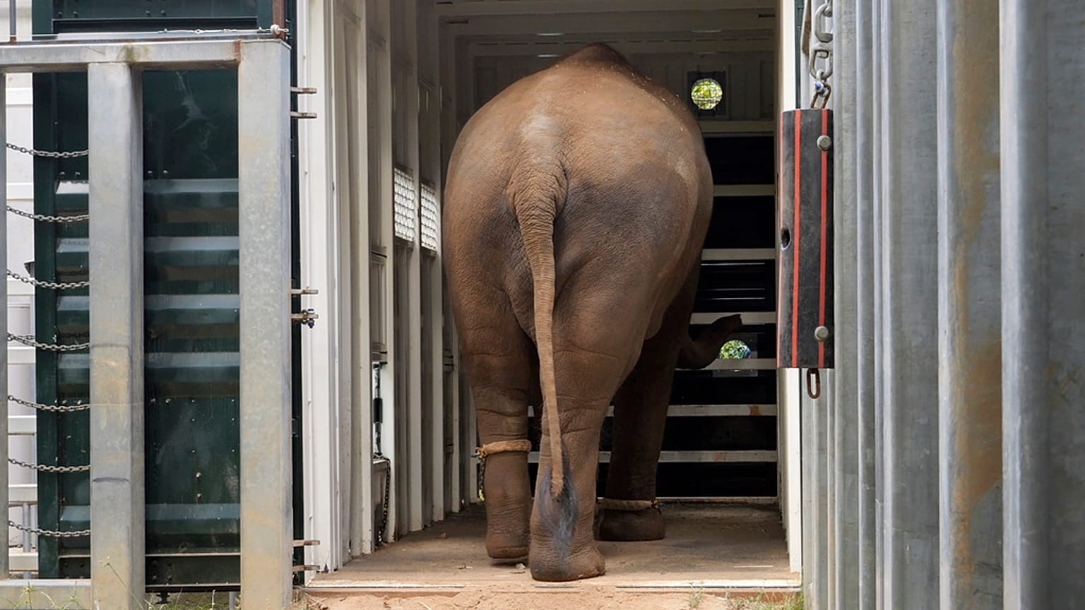 El traslado de una manada de elefantes del zoo de Melbourne a un nuevo espacio