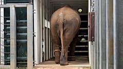 Elefantenherde aus dem Zoo von Melbourne in neue Räumlichkeiten verlegt
